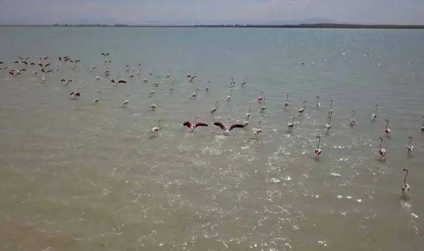 Arin Gölü'nde flamingo şöleni - Resim: 2